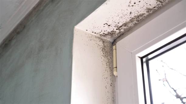 Best Crawl Space Mold Remediation  in East Merrimack, NH