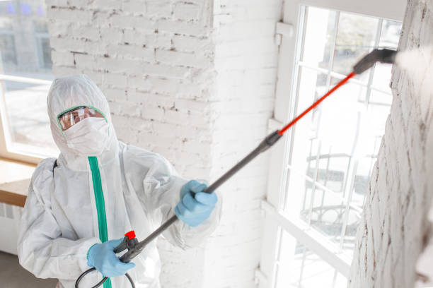 Best Attic Mold Removal  in East Merrimack, NH