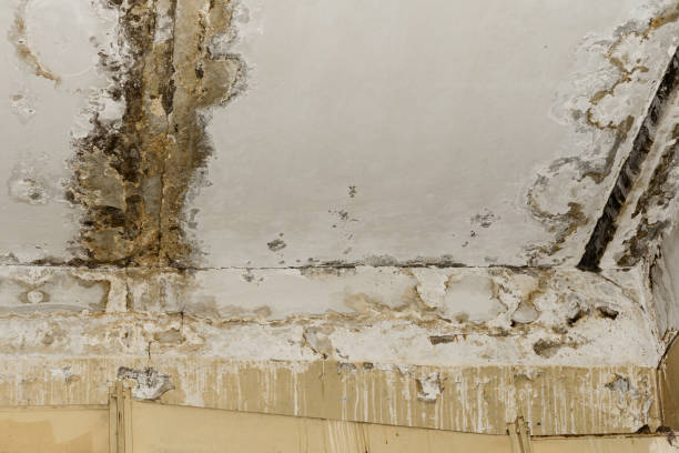 Best Water Damage & Mold Remediation  in East Merrimack, NH