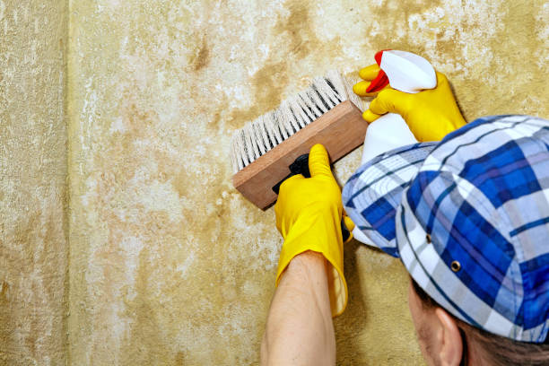 Best Mold Remediation for Healthcare Facilities  in East Merrimack, NH
