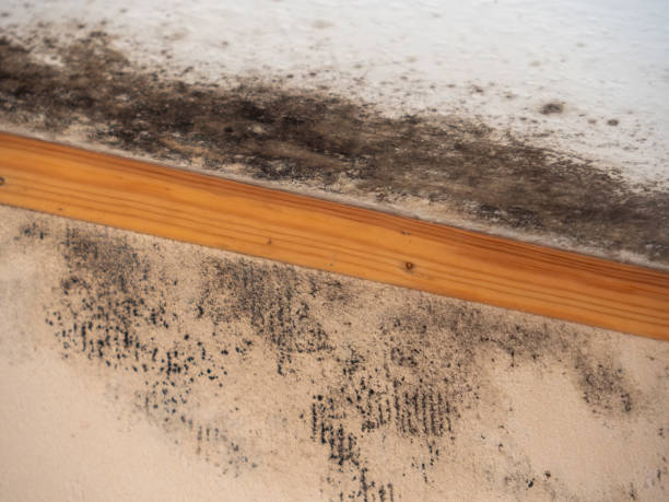 Mold Odor Removal Services in East Merrimack, NH