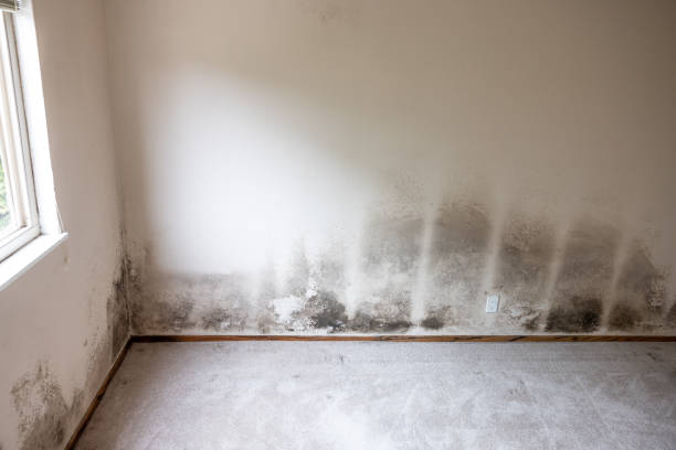 Best Environmental Consulting for Mold Prevention  in East Merrimack, NH