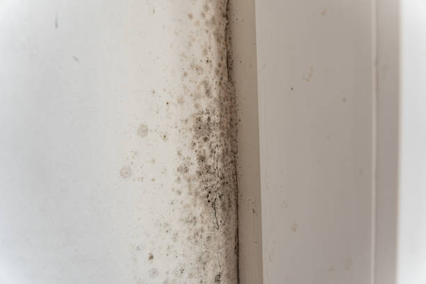 Best Residential Mold Inspection & Testing  in East Merrimack, NH