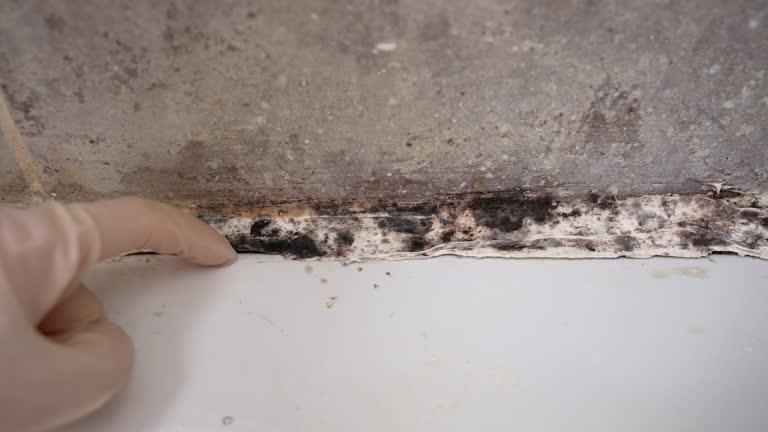 Best Water Damage & Mold Remediation  in East Merrimack, NH