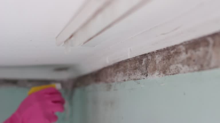 Best Emergency Mold Remediation  in East Merrimack, NH